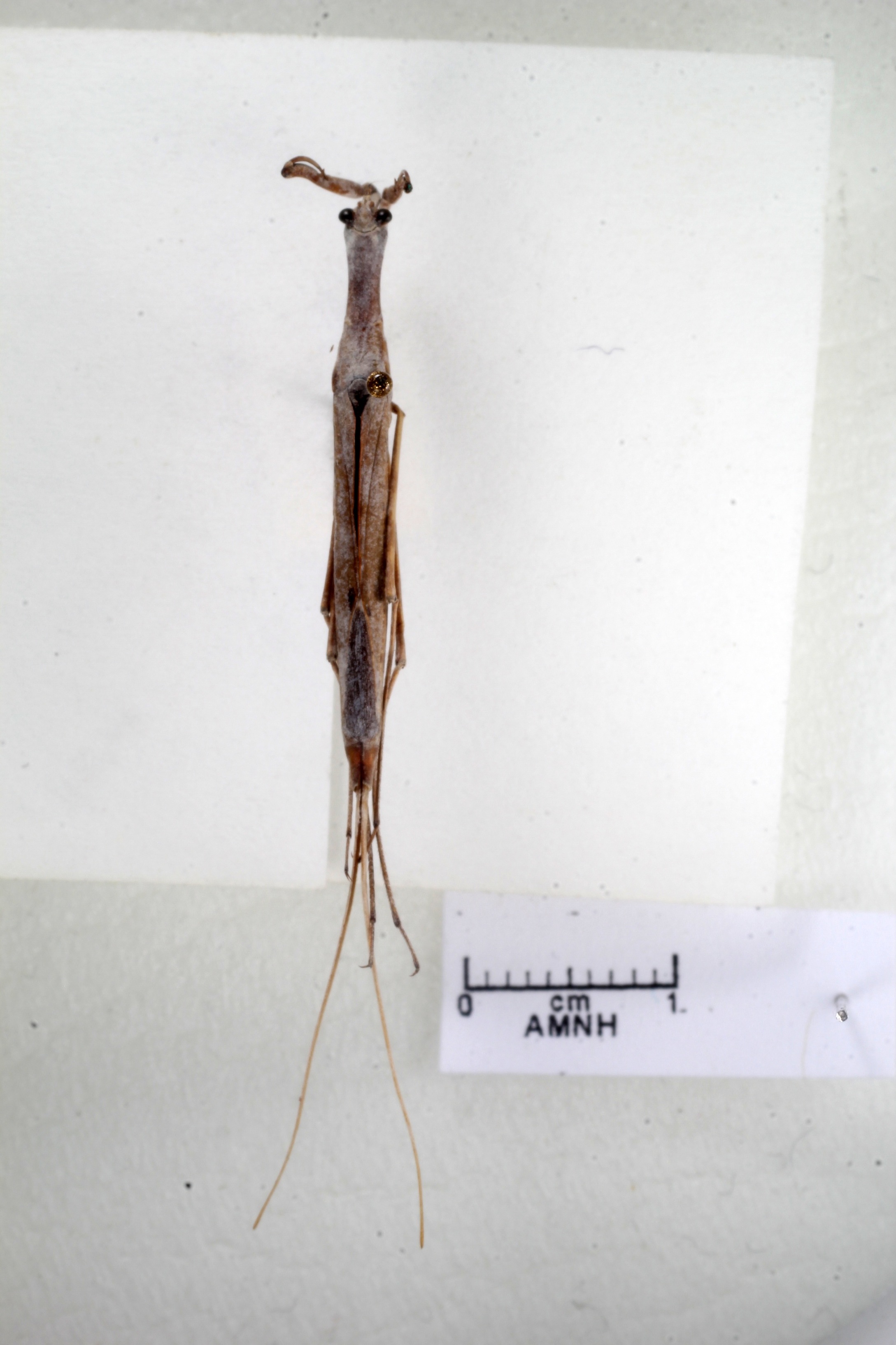 Ranatra montezuma